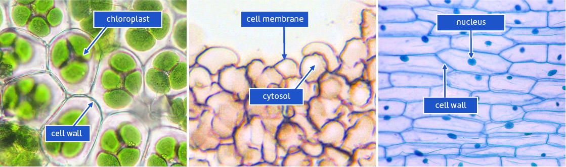  Cells under the microscope - Stile